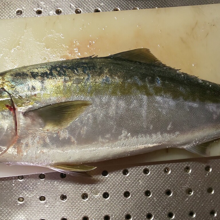 ハマチ1