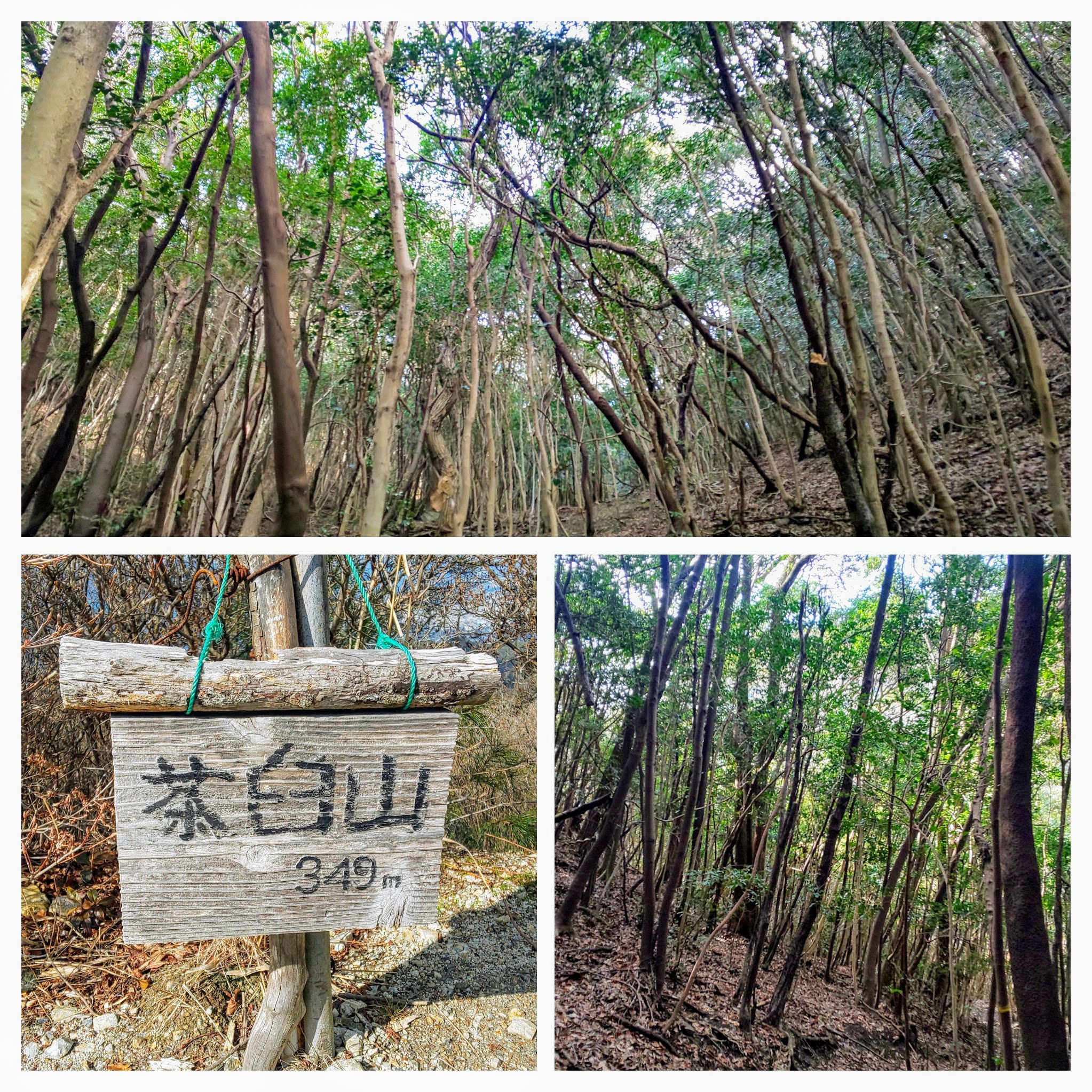 DSC_0897-COLLAGE