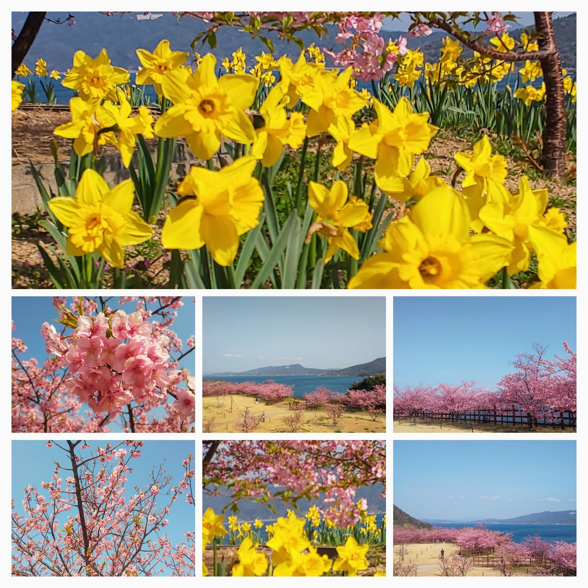 DSC_0972-COLLAGE