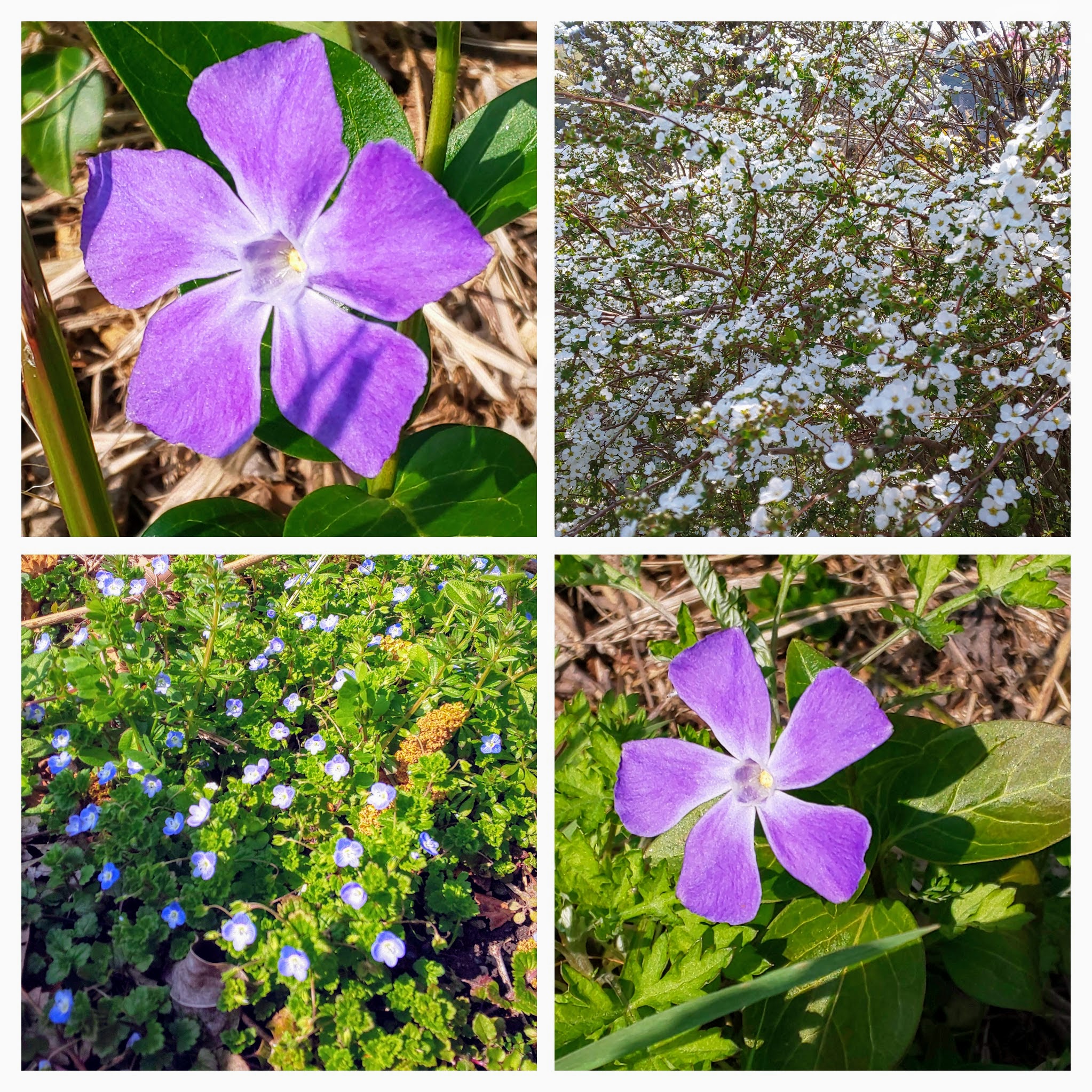 DSC_0291-COLLAGE