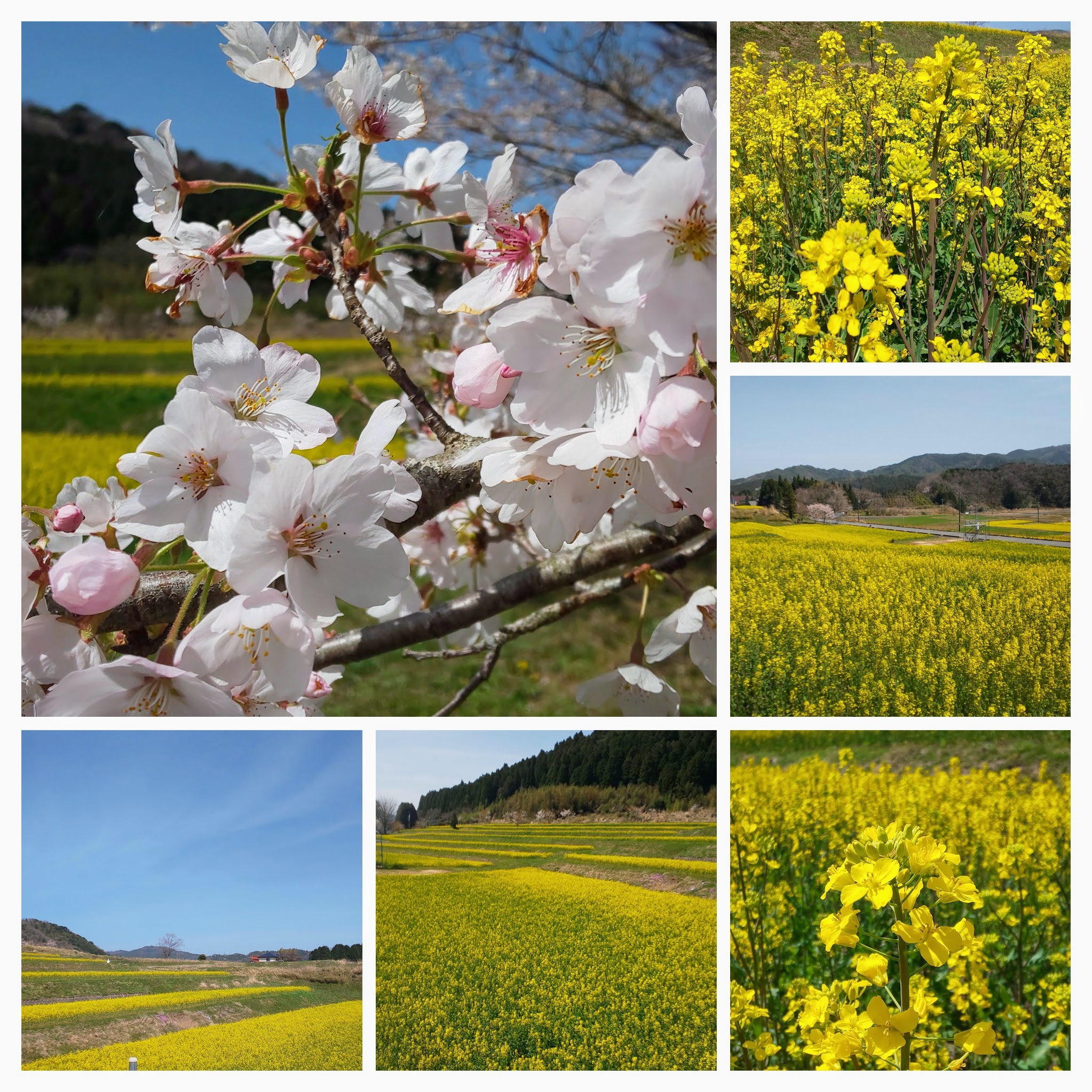 DSC_0376-COLLAGE