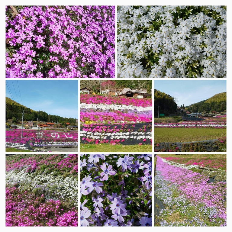 DSC_0396-COLLAGE