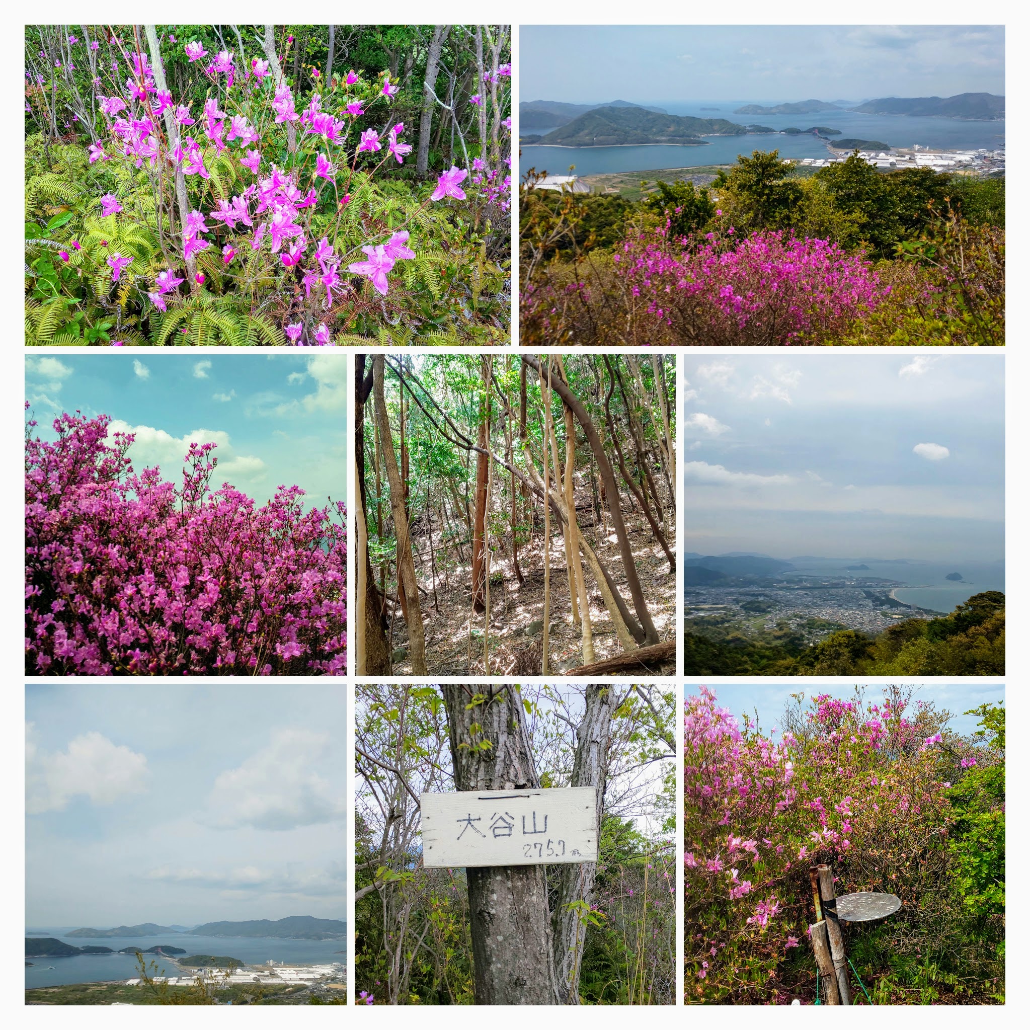 COLLAGE