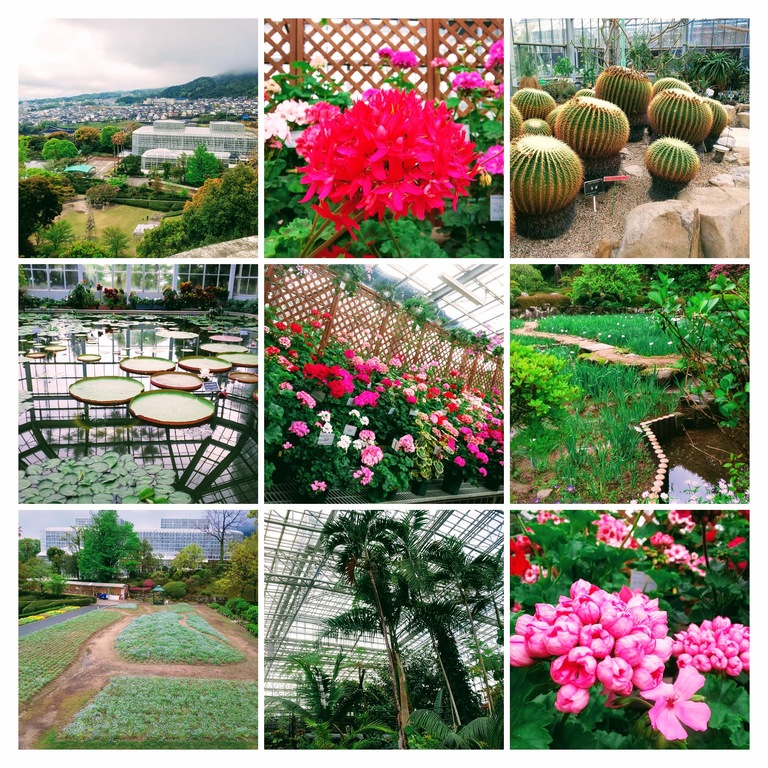 DSC_0498-COLLAGE