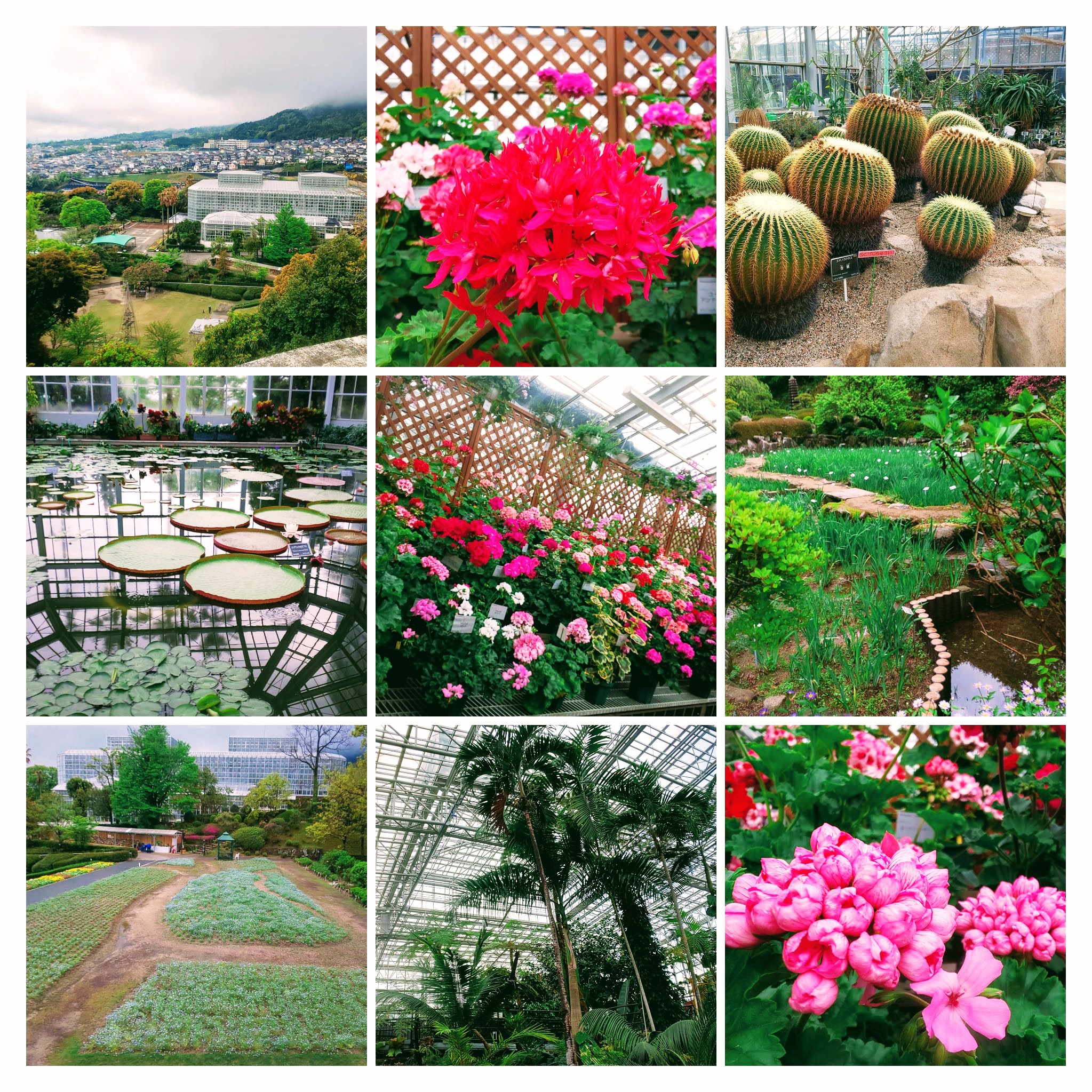 DSC_0498-COLLAGE