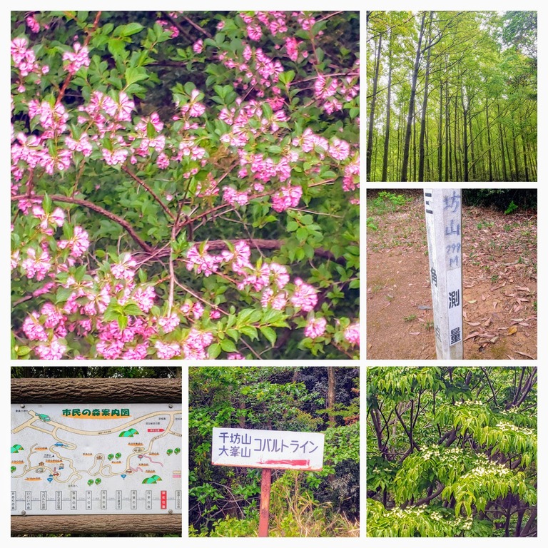 DSC_0563-COLLAGE