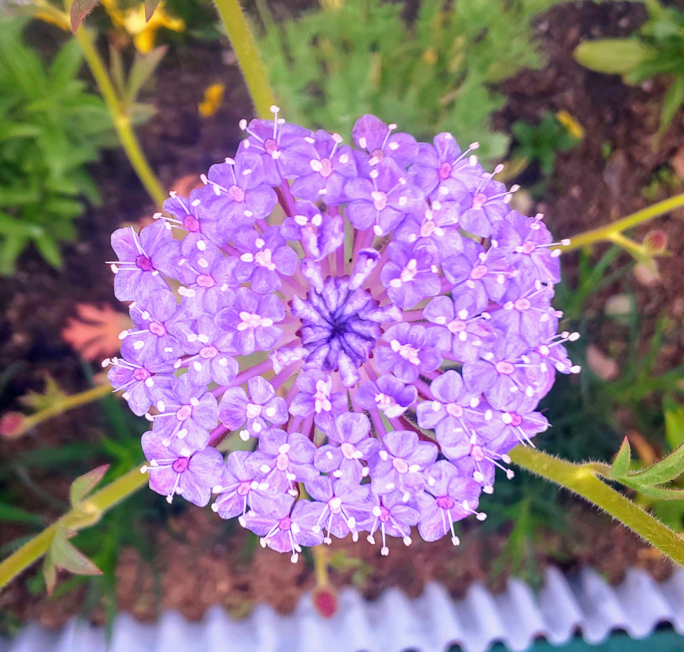 紫花