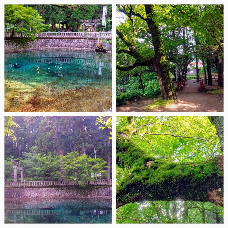 DSC_0709-COLLAGE