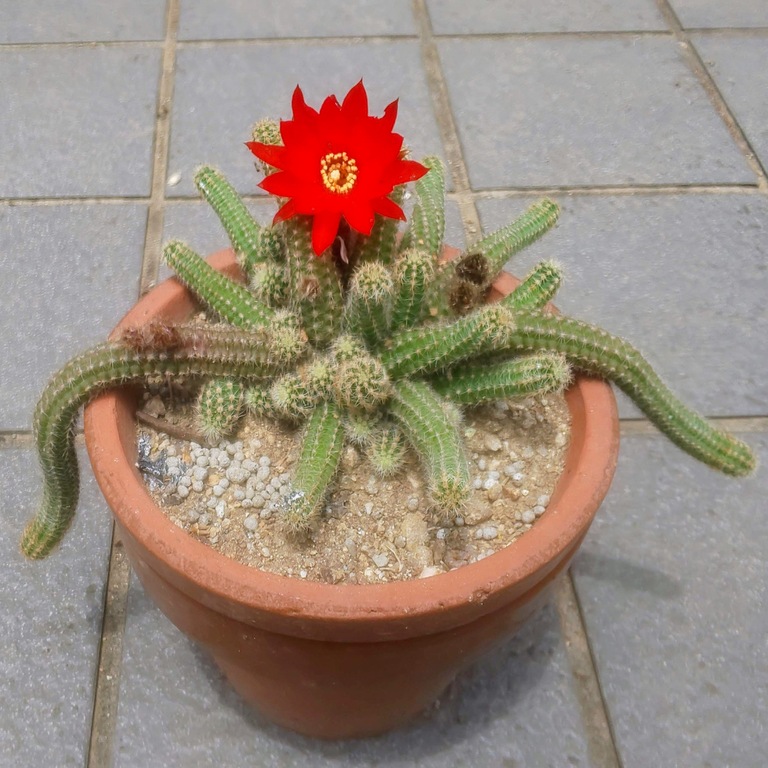 サボテン花