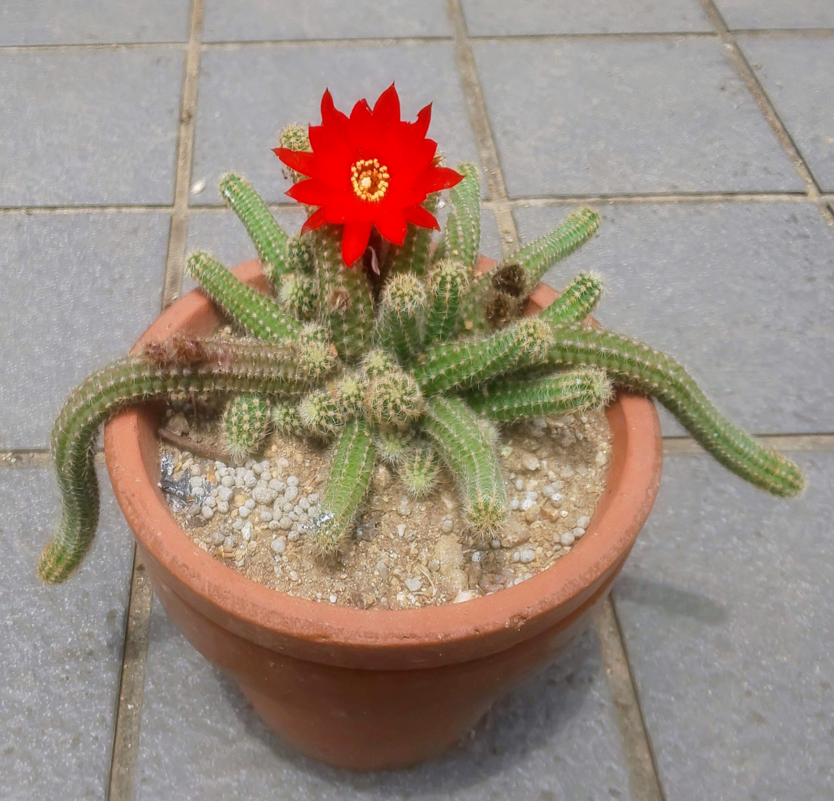 サボテン花