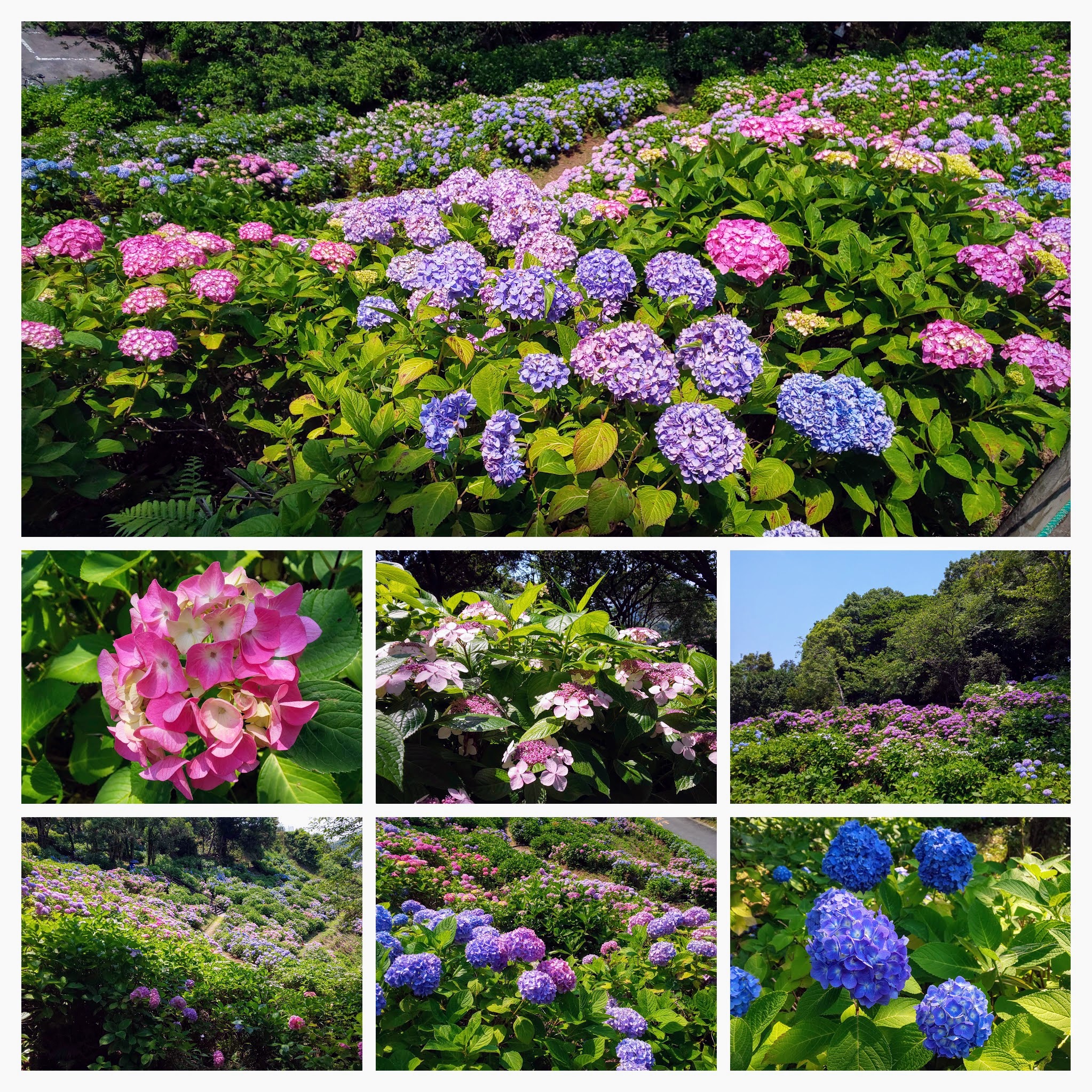 DSC_0007-COLLAGE