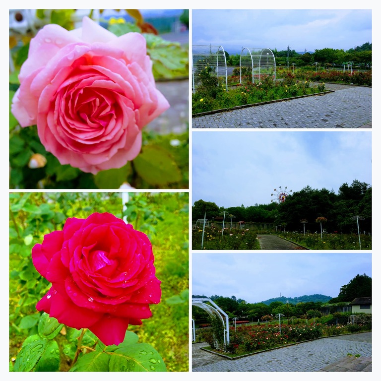 DSC_0028-COLLAGE