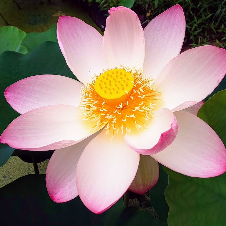 大