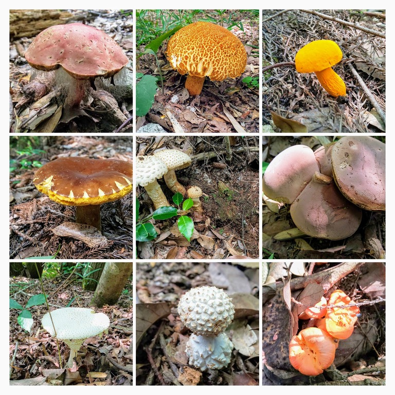 DSC_0109-COLLAGE