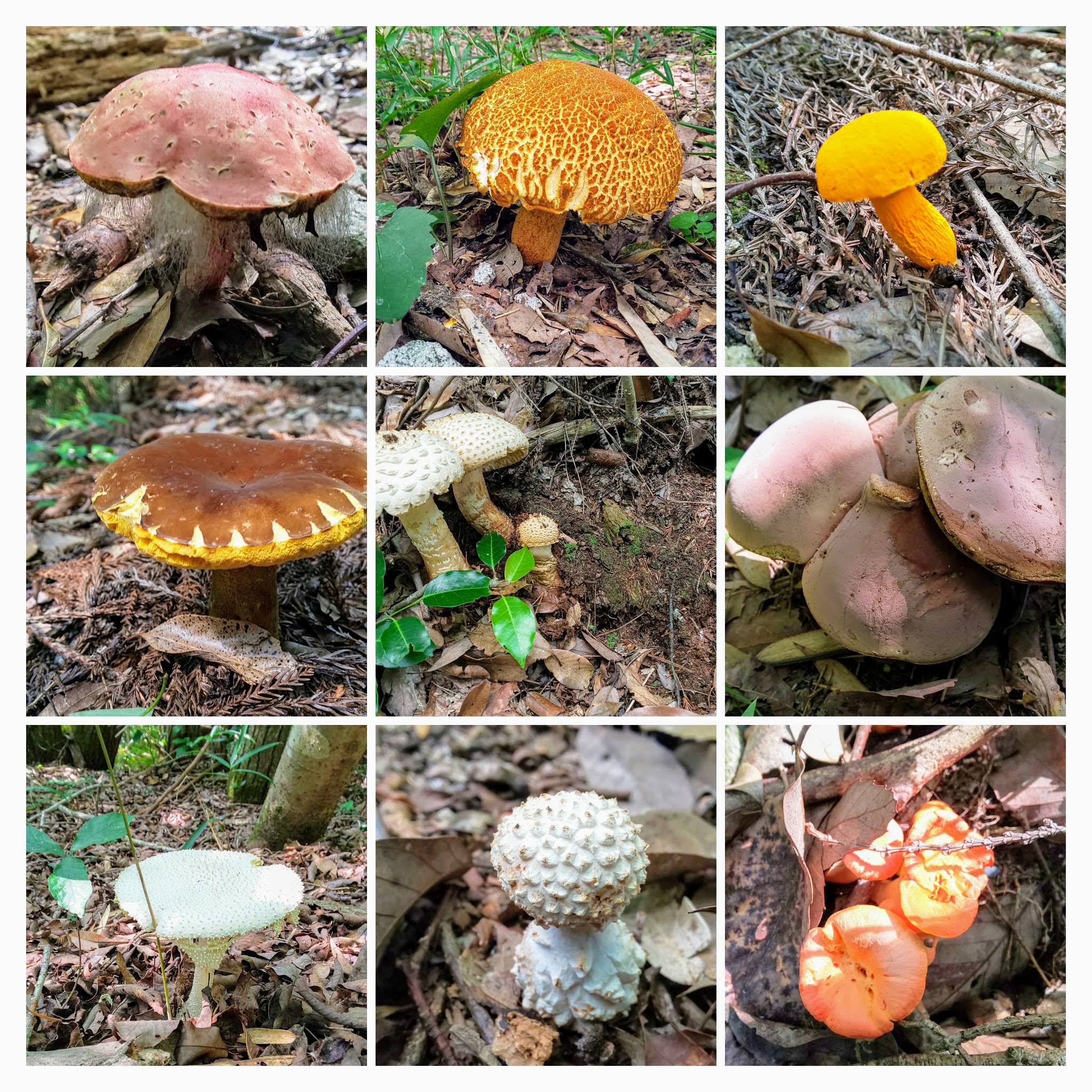 DSC_0109-COLLAGE