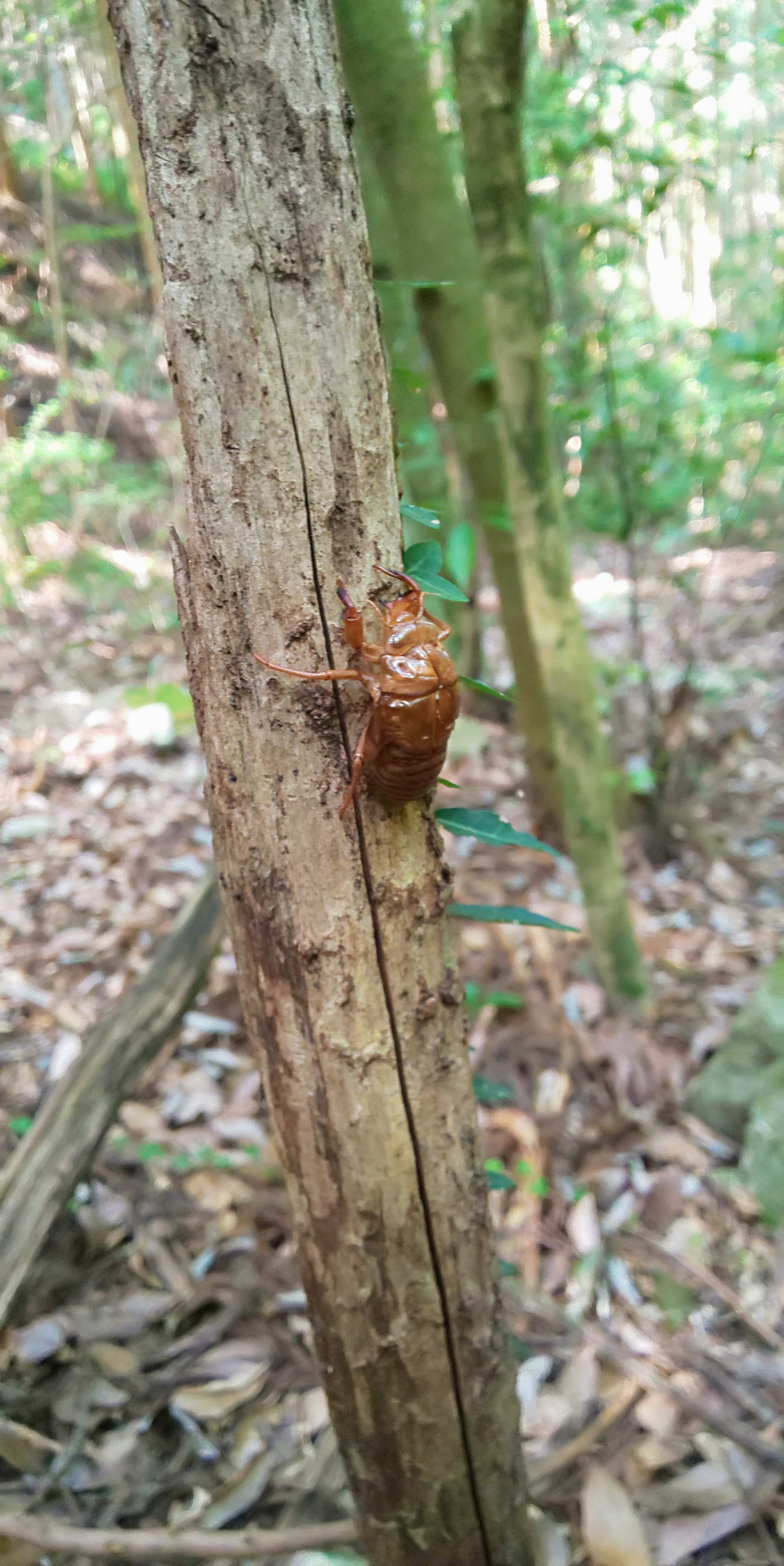 セミの抜け殻