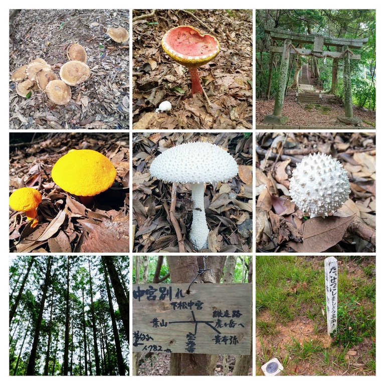 DSC_0292-COLLAGE