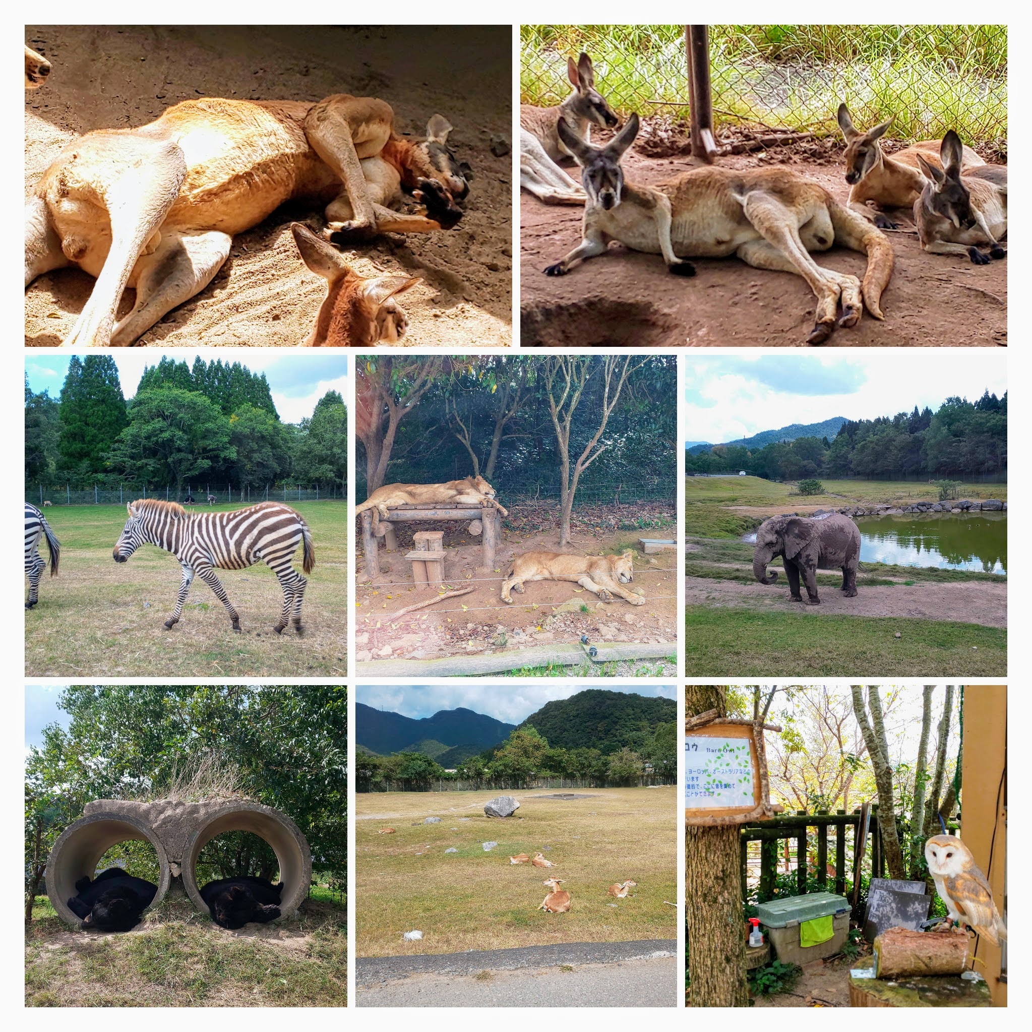 DSC_0534-COLLAGE
