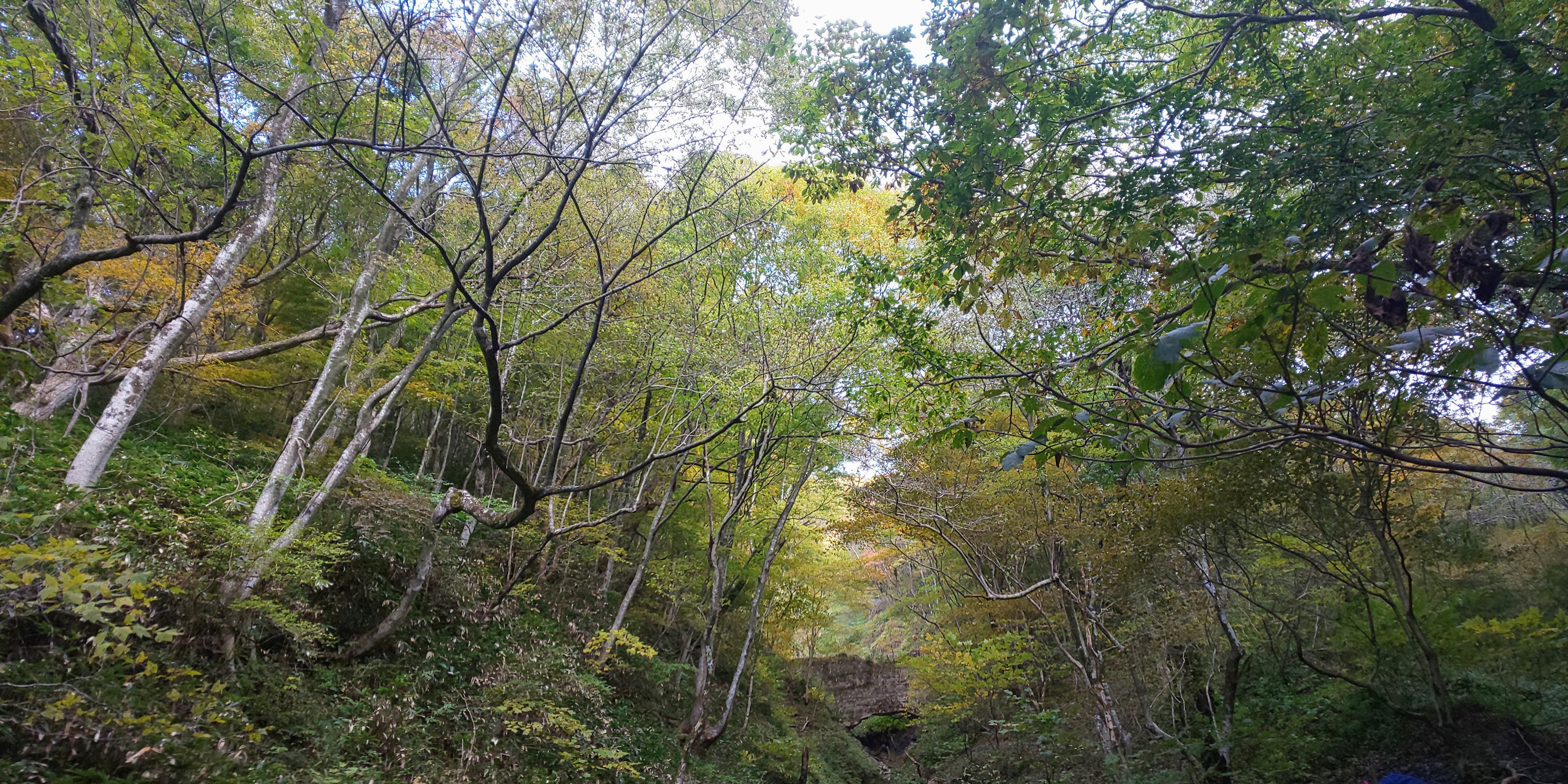 紅葉