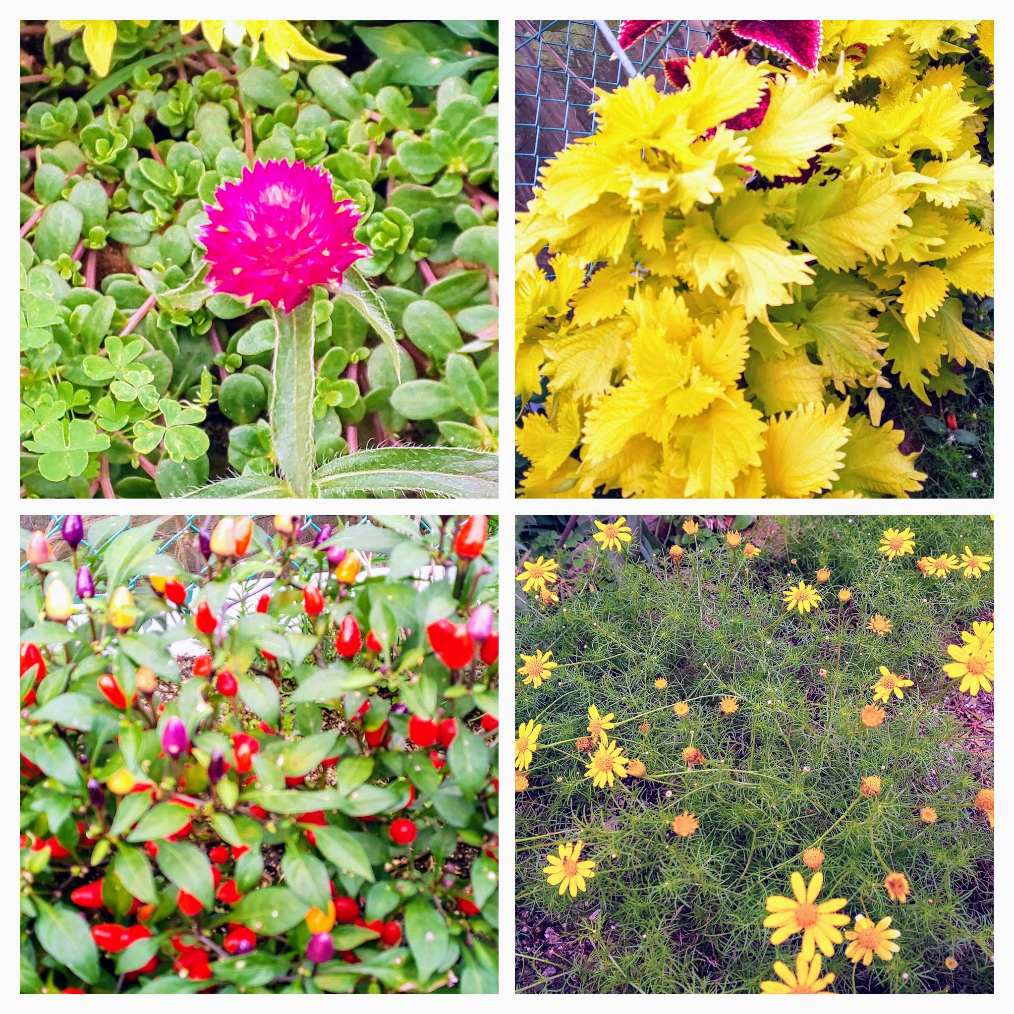 DSC_0661-COLLAGE