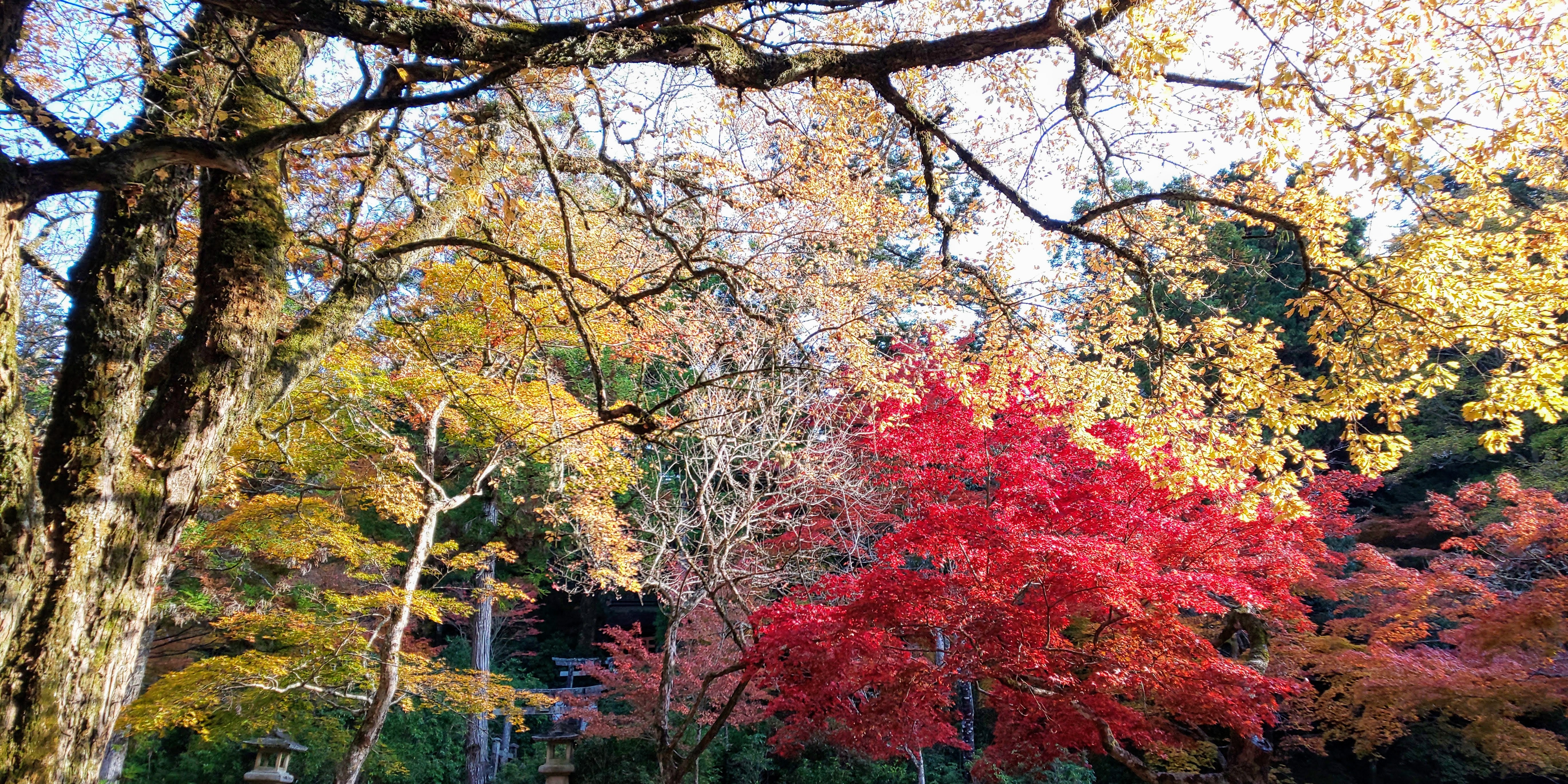 紅葉1