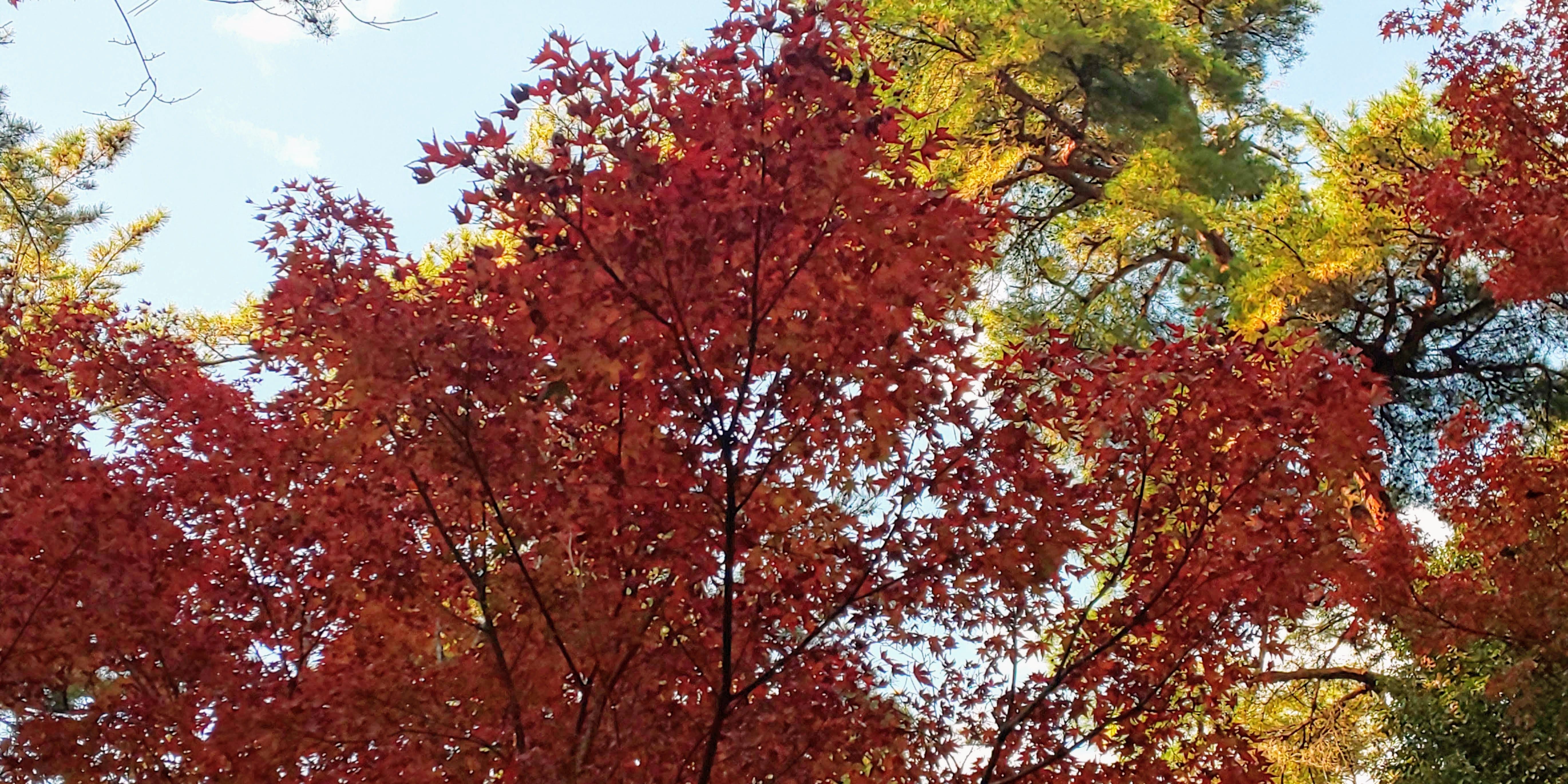 紅葉2