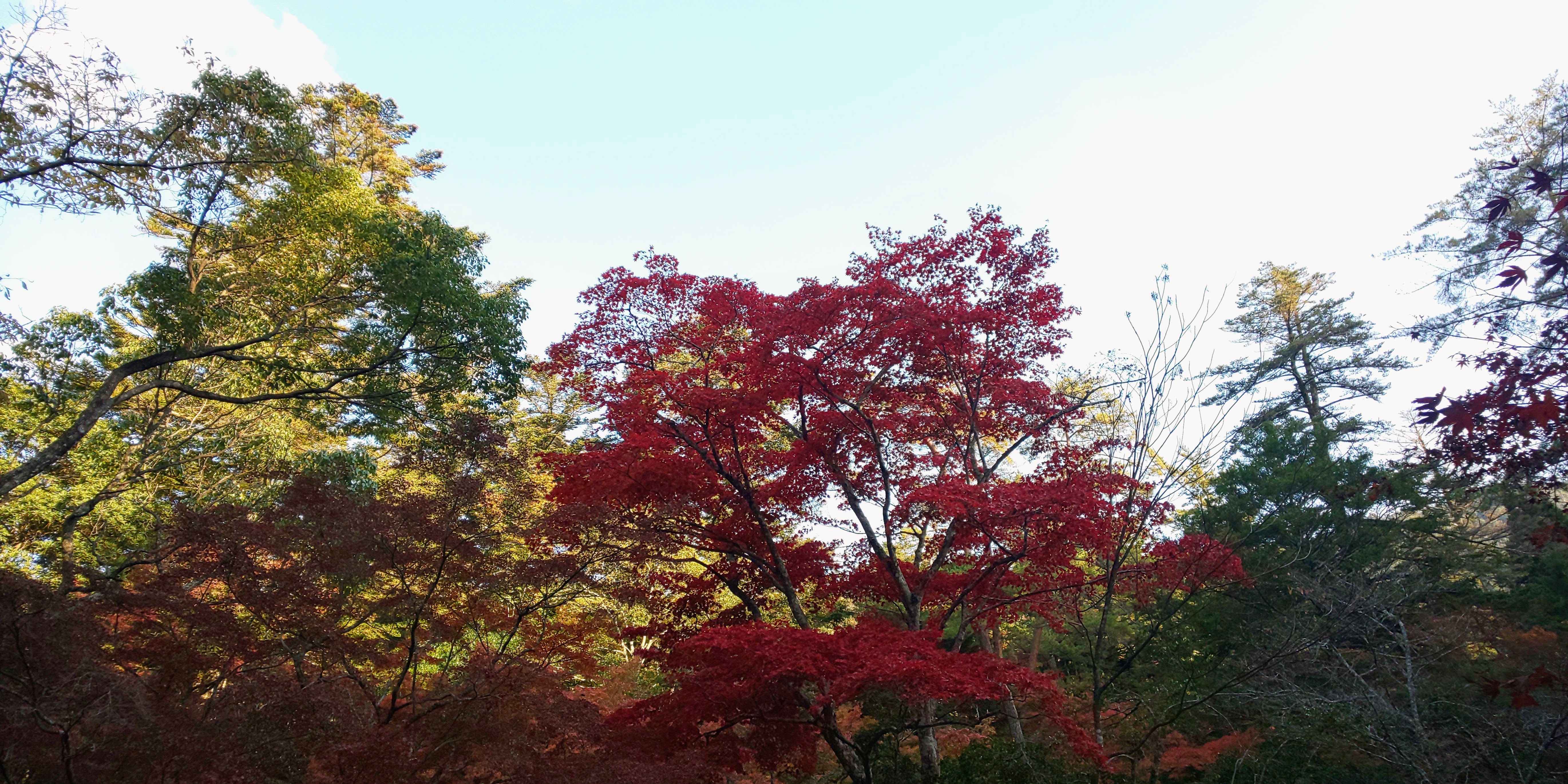 紅葉3