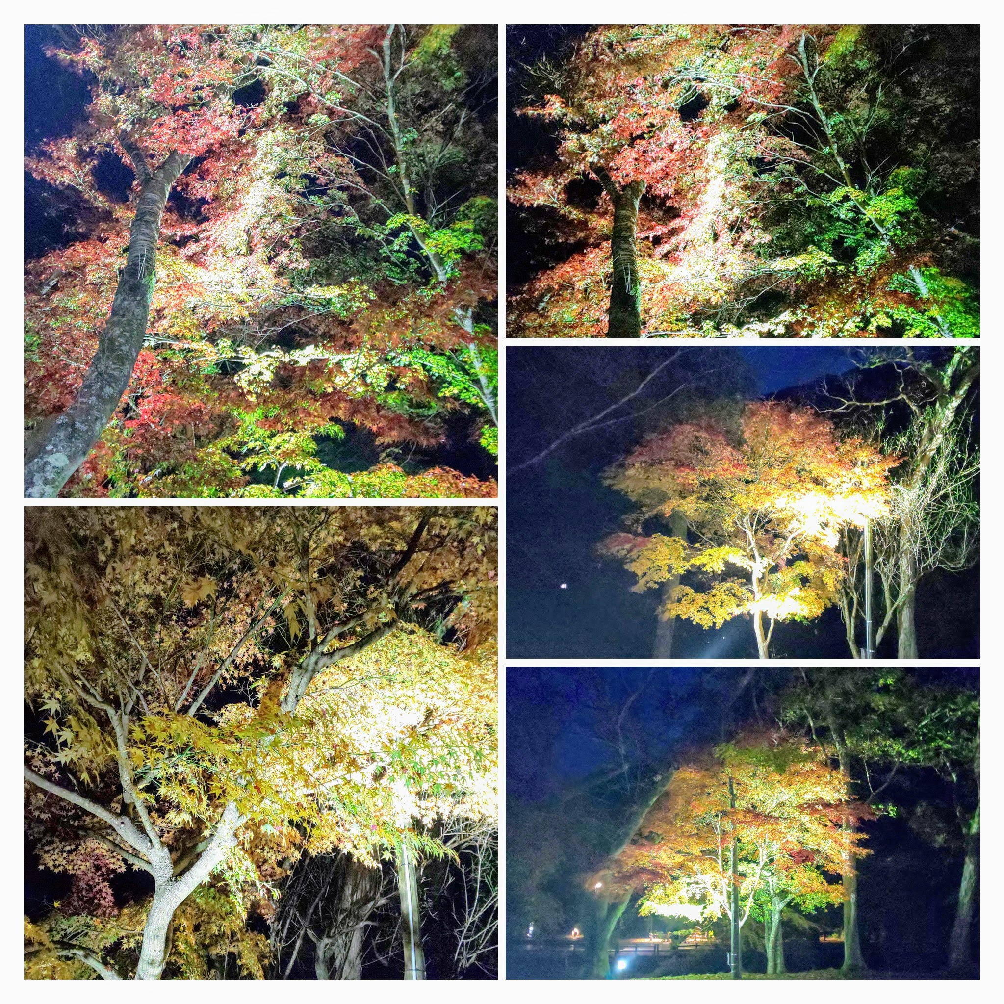 DSC_0772-COLLAGE